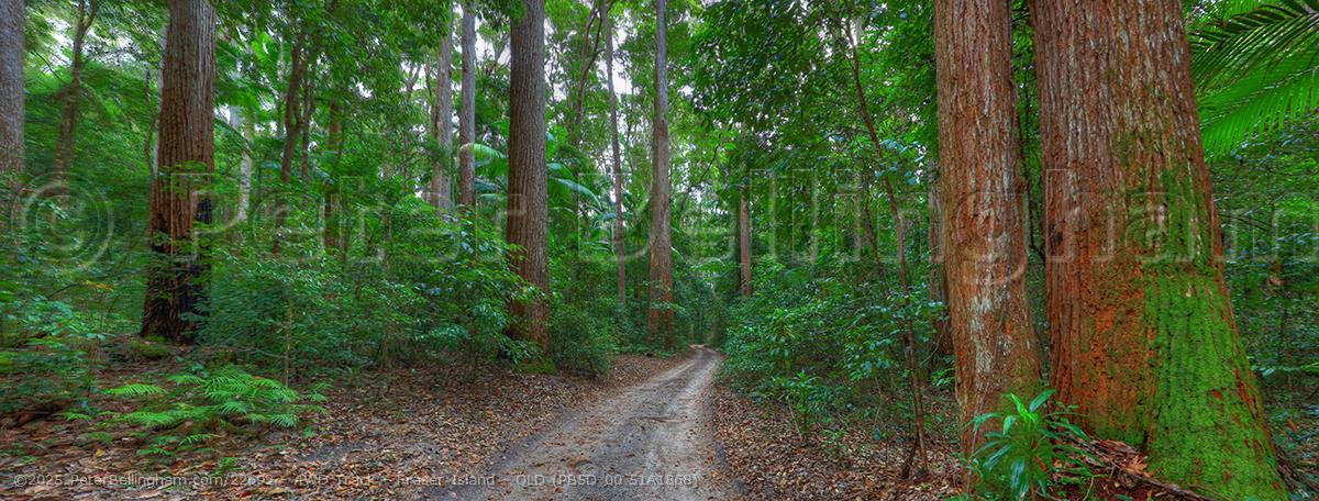 Peter Bellingham Photography 4WD Track - Fraser Island - QLD (PB5D 00 51A1868)